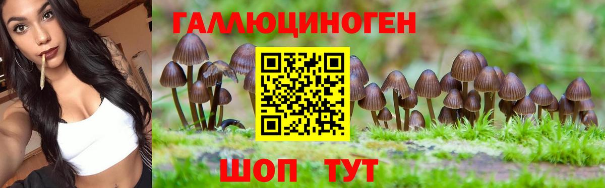 Новороссийск  Галлюциногенные грибы Cubensis  Вход с VPN 